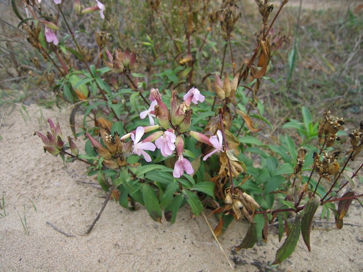 Saponaria officinalis